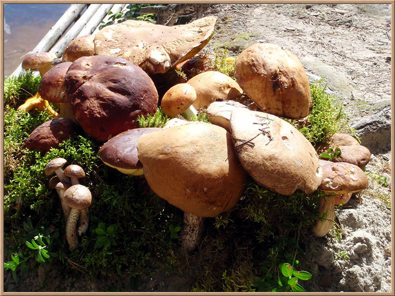 В Селигерских лесах встречаются подосиновики, подберезовики, лисички, белые  и многие другие грибочки!